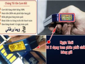 Ngựa Thái Tăng Cường Sinh Lý